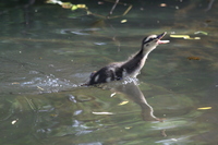Duckling in Vivary Park