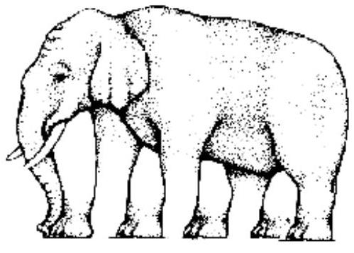 An Elephant