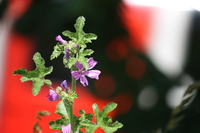 Wild Flowers at St Patricks Cemetry