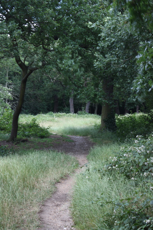 Woodland, near St Andrews, Leytonstone