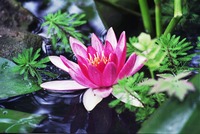 As we left, a waterlily bloomed