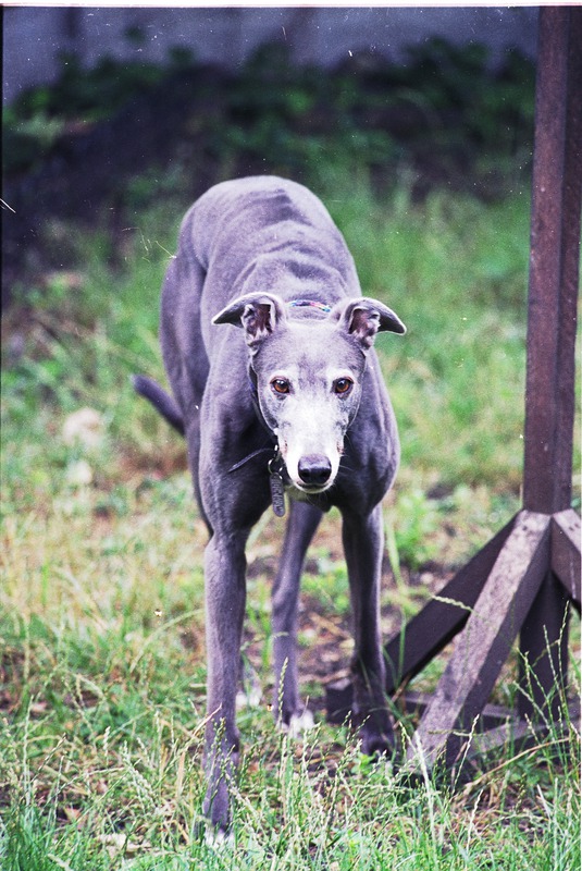 The Dog Before Kennels