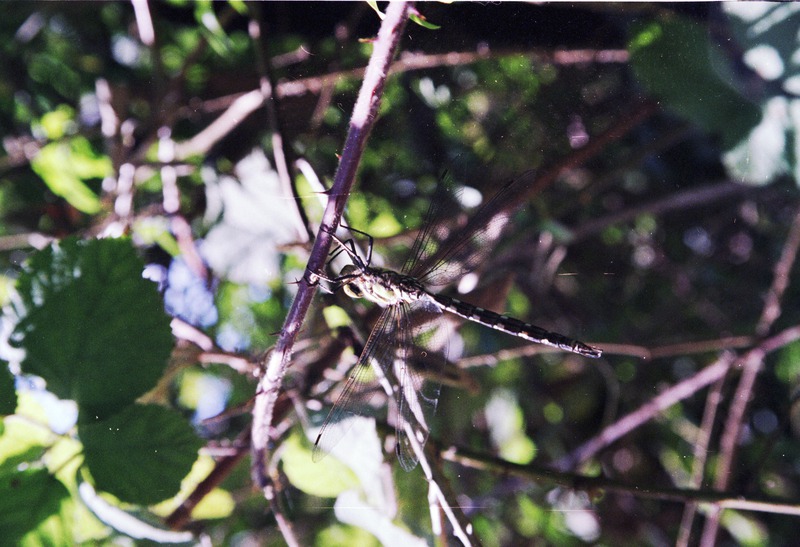 A Beastie in the Woods