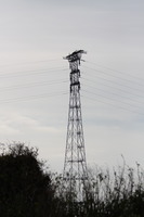 Pylon supporting the Severn crossing