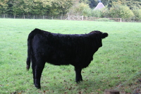 Cow at St Fagans