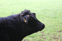 Cow at St Fagans