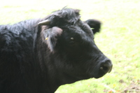 Cow at St Fagans