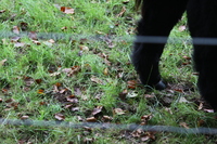 Cow at St Fagans