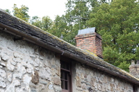 Pigeons on the roof