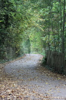 Woodland path