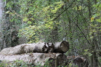 Old logs