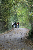 Woodland walk