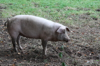 Piggy