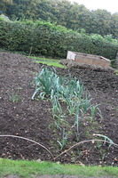 Leeks at St Fagans