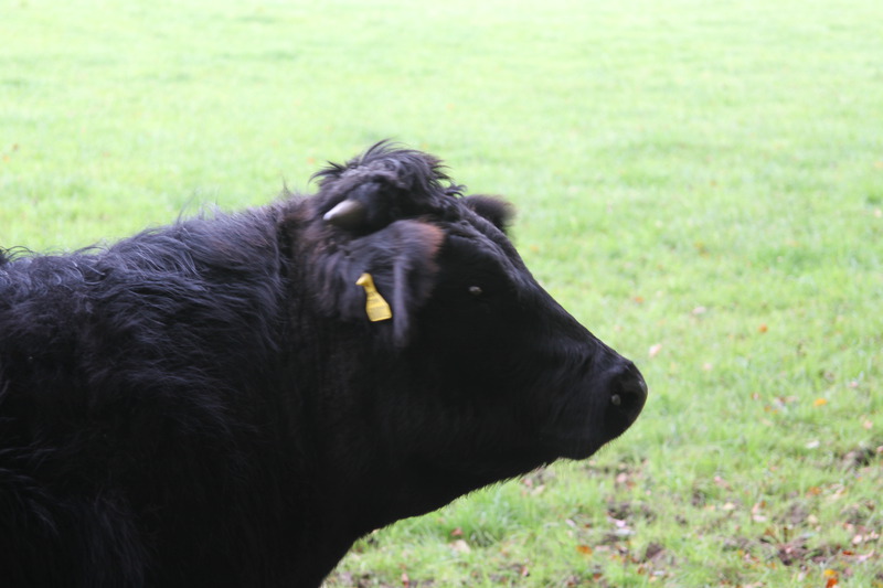 Cow at St Fagans