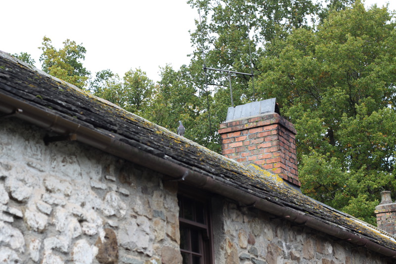 Pigeons on the roof