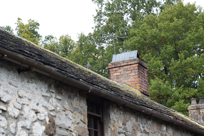 Pigeons on the roof