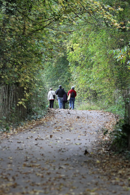 Woodland walk