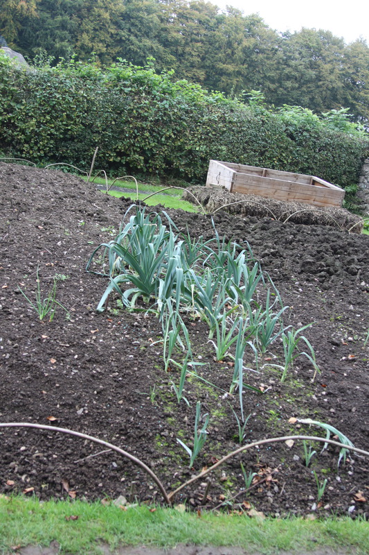 Leeks at St Fagans