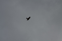 Red Kite - the early bird
