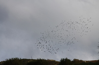 Flock of Starlings