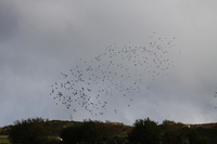 Flock of Starlings