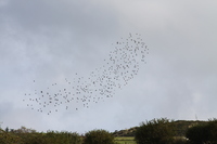 Flock of Starlings