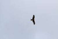 Red Kite