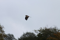 Red Kite