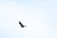 Red Kite