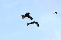 Red Kites