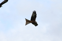 Red Kite