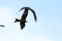 Red Kites - Near Miss