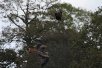 Red Kite - Flying Low