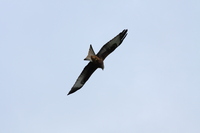 Red Kite