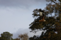 Red Kite