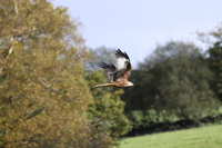 Red Kite