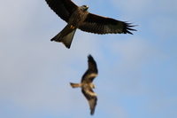 Kites at Gigrin Farm