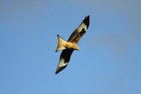 Red Kite