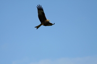 Red Kite