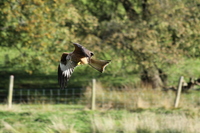 Red Kite looking for lunch