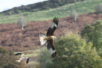 Red Kite