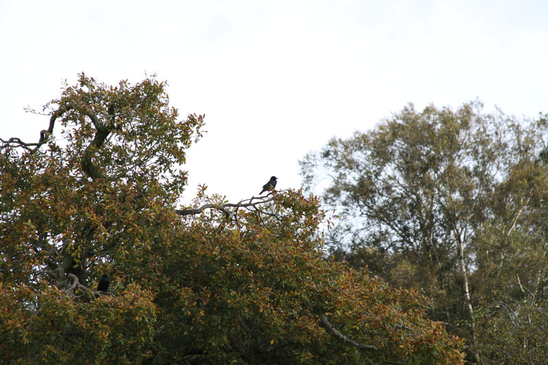 Crows waiting for their turn