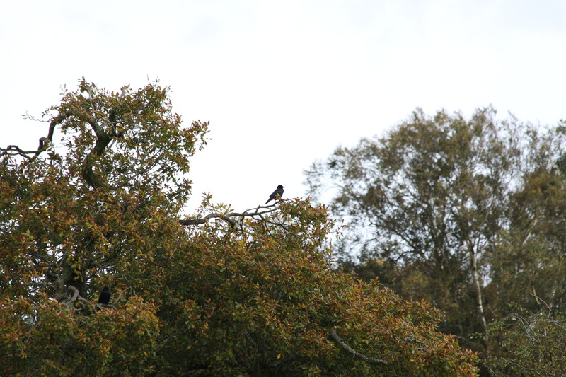 Crows waiting for their turn