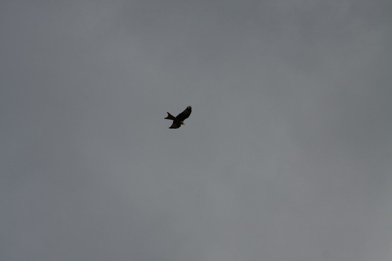 Red Kite - the early bird