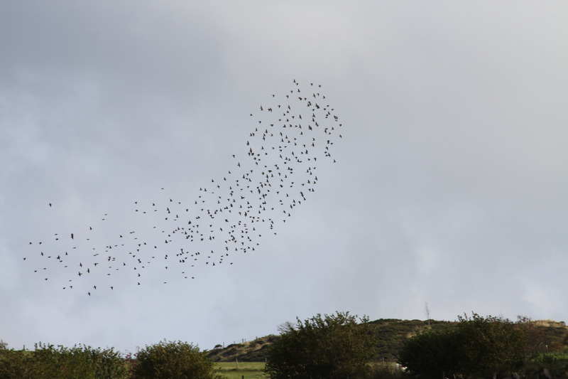 Flock of Starlings