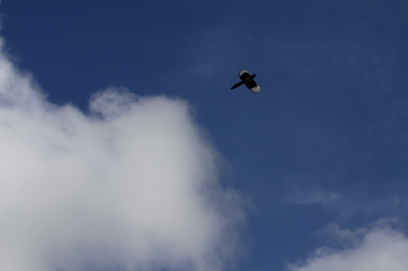 Red Kite in flight