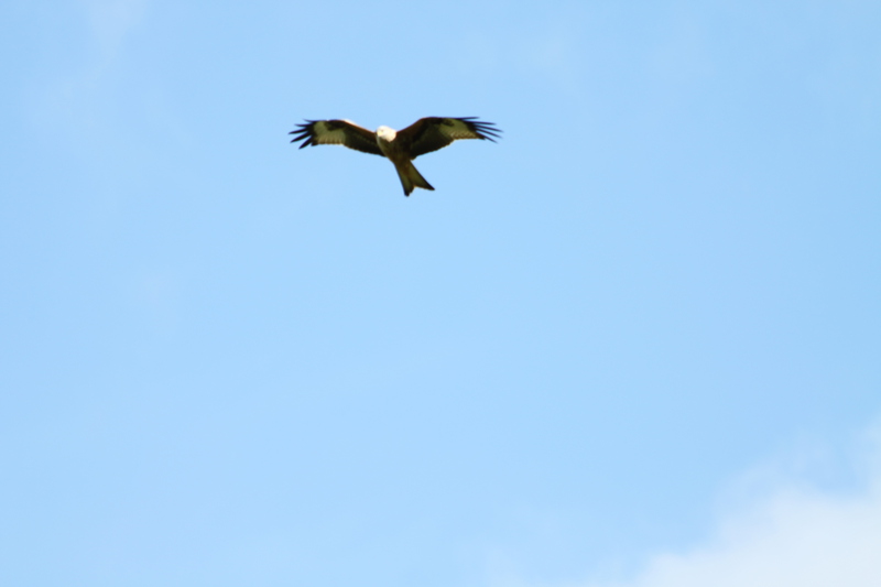 Red Kite