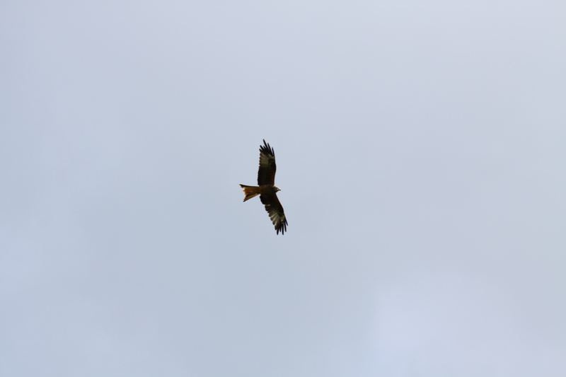 Red Kite