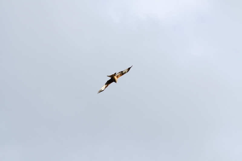 Red Kite